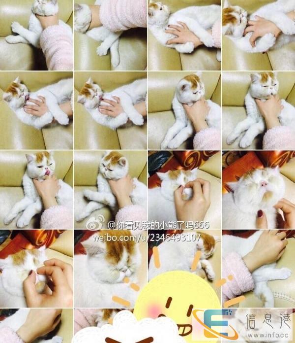 纯种加菲哥哥一岁半