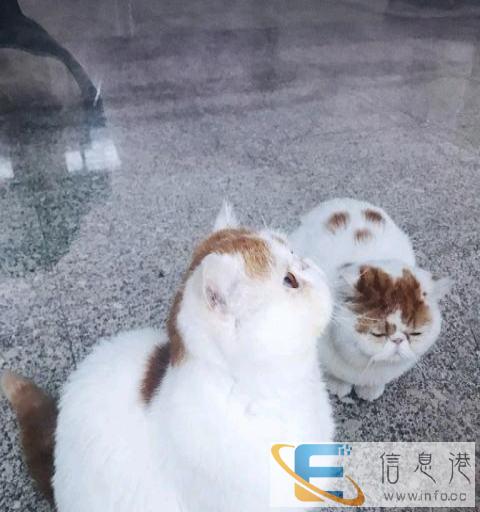 加菲猫有偿配种 俩儿子