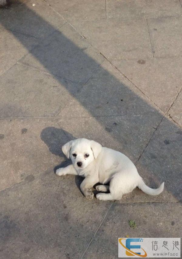 小狗狗不能养了