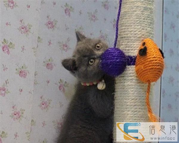 猫舍出售俄罗斯蓝猫 包纯种健康 可签协议