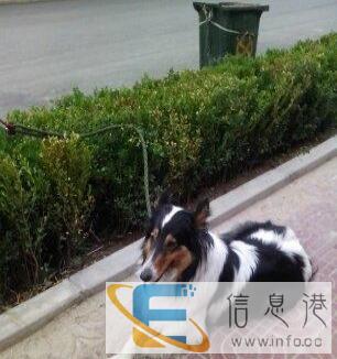 苏格兰牧羊犬母的