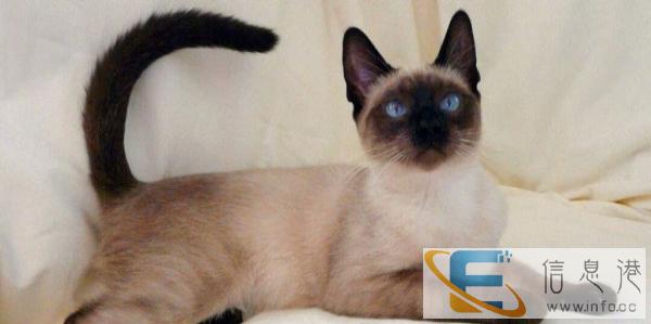 泰国暹罗母猫出售