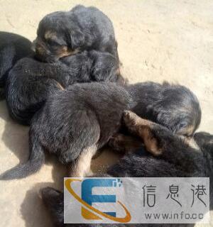 出售牧羊犬狗娃