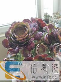 多肉植物万圣节法师多肉