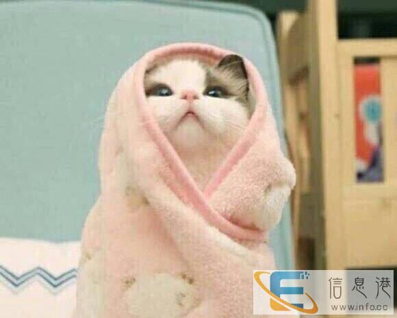 想要一只可爱健康的小猫
