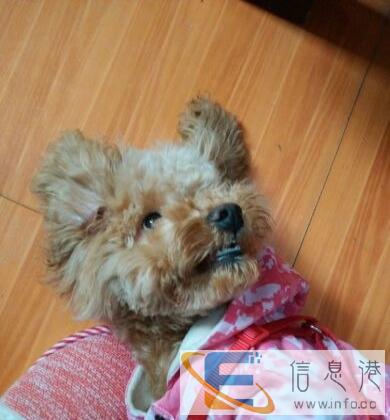 给狗狗找个新家 中型犬