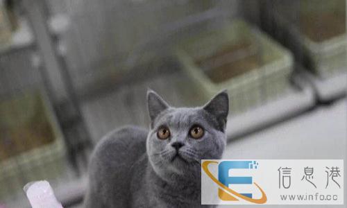 大眼加菲宝贝 实物拍摄 一周内性格不合免费退换