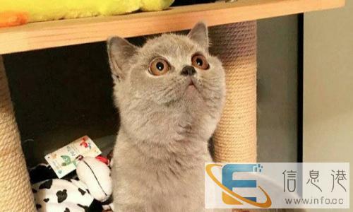 自家繁殖/蓝猫宝宝蓝白宝宝/健康可爱./粘人性格好