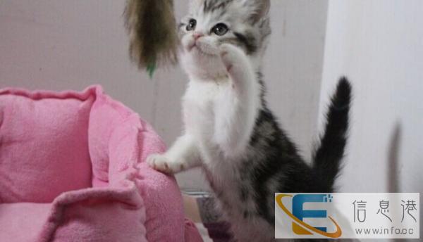 出售美短虎斑猫,自家小虎斑,机灵,好奇心强