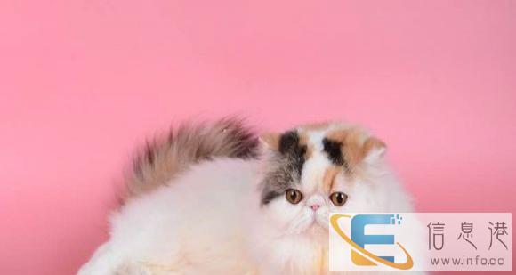 猫舍直销 专业自己繁殖折耳 渐层 蓝猫 布偶等