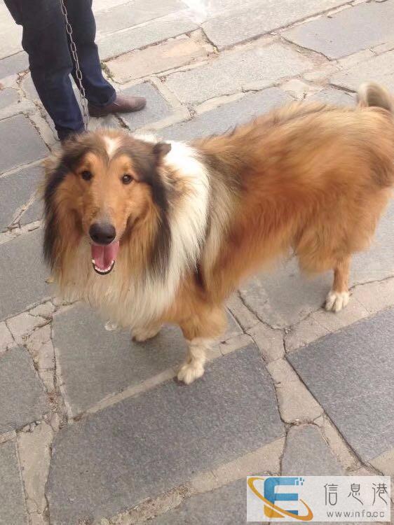 苏格兰牧羊犬公 对外配种