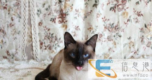 LadyCat加菲名猫馆有美短银虎斑一窝出售