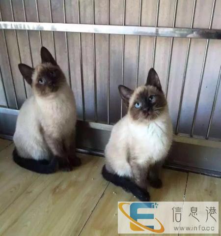 可爱暹罗猫包纯包健康等待新主人喔