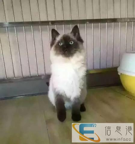 出售布偶猫英国短毛猫波斯猫俄罗斯蓝猫美国短毛猫