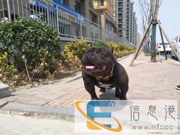 纯种恶霸，对外招妻