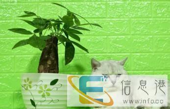 精品银渐层种公对外借配