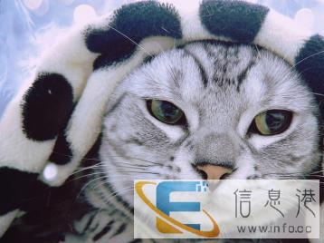 美短虎斑找女朋友