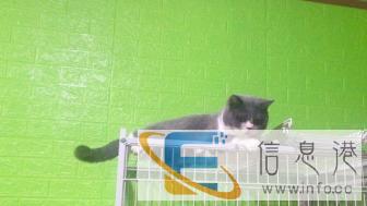 双血统英短蓝白对外借配