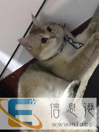 英短借配，金渐层借配