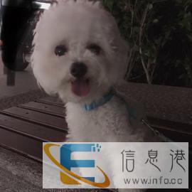 四斤小体白色泰迪找女朋友