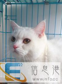 纯白英短借配，可配纯白、蓝猫、蓝白、乳白、三花