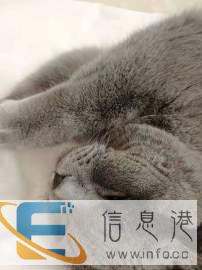 英短蓝猫公配种借配
