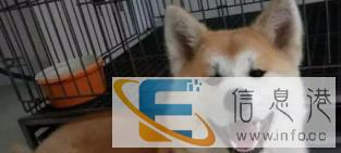 金毛雪纳瑞古牧拉布拉多英牛巴哥多品种种公借配