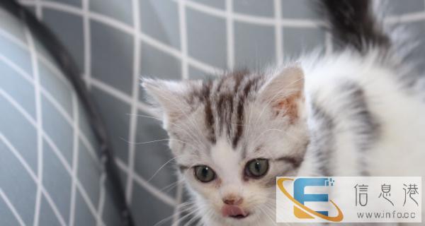 美国短毛猫,标斑,加白