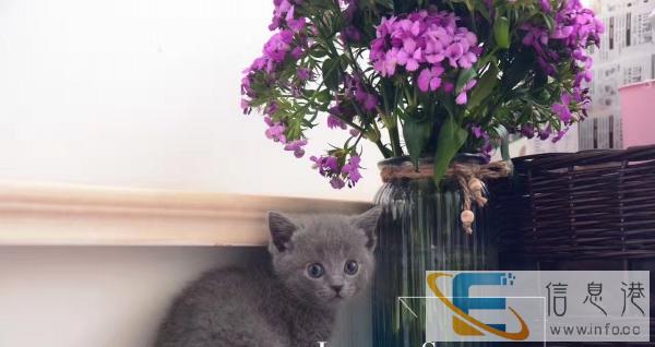 家养纯种白英短蓝猫公母幼猫