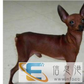 宠物配种价格500