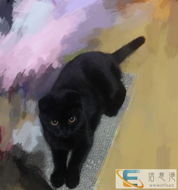 急出自家折耳猫生产的小猫