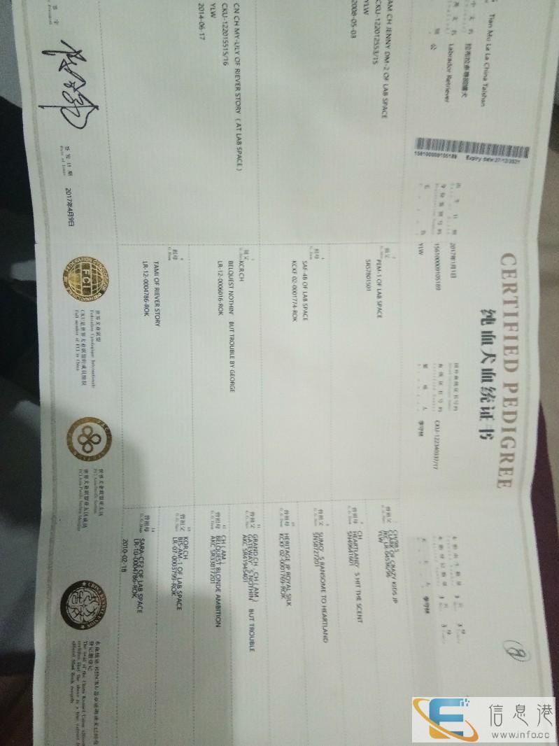 双血统拉布拉多对外借配 带证书