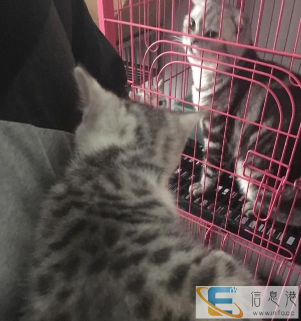 出售自家美短、美短加白幼猫