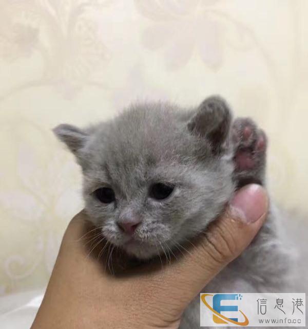 自家繁殖英短加白宝宝