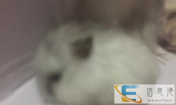 小仓鼠赠送有要的吗