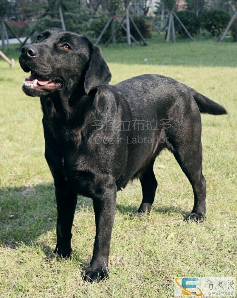 青岛拉布拉多借配配种双血统带证拉布拉多寻回猎犬种公黑黄奶白色