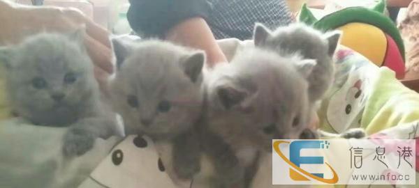 自家养的英短,三只打包出售