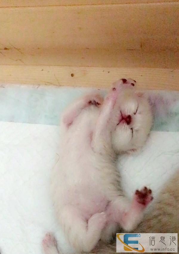 英短银渐层寻新家