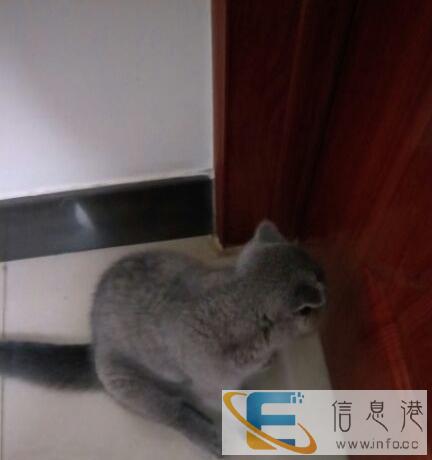 自家养的英短猫,给它找个疼它的小主