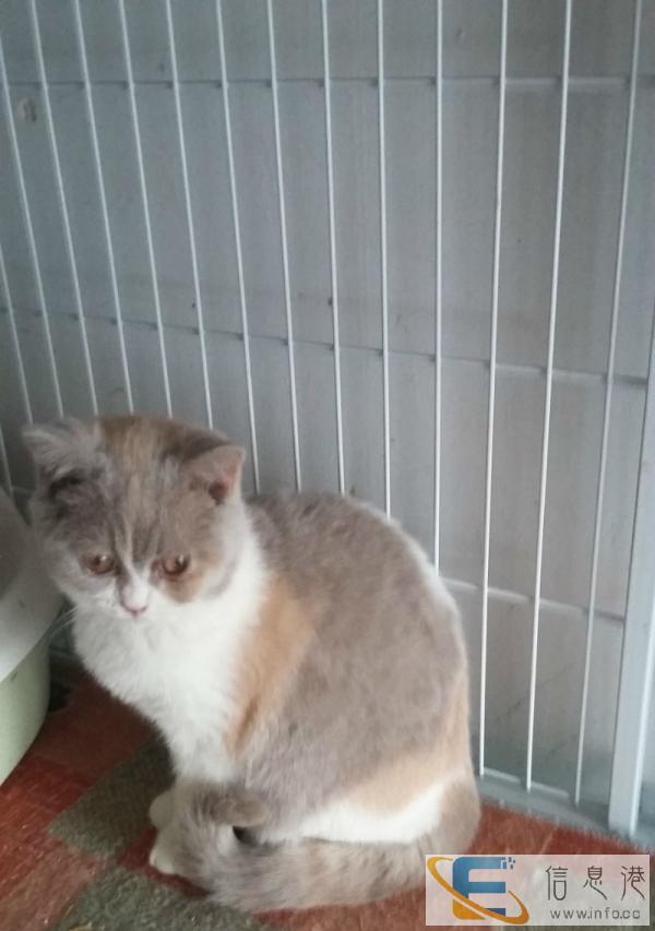 乳白三花英国短毛母猫英短8个月出售