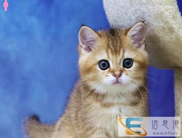 自家繁育精品各种品种猫咪血统纯正健康疫苗驱虫齐全