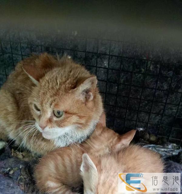 种公种母猫出售