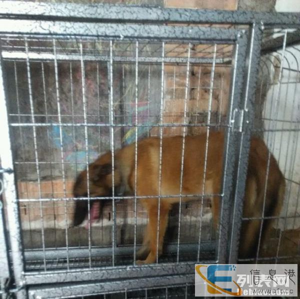 纯种的成年马犬配种