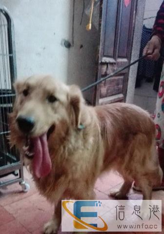 好品相,24K黄金金毛借配