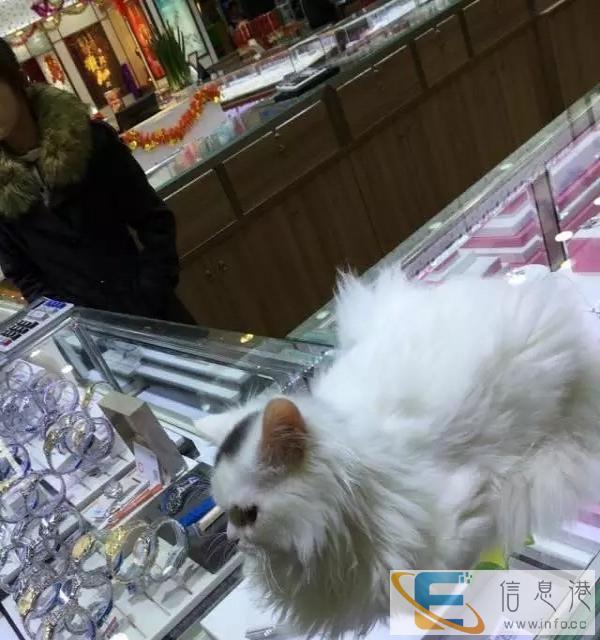 聪明可爱波斯猫