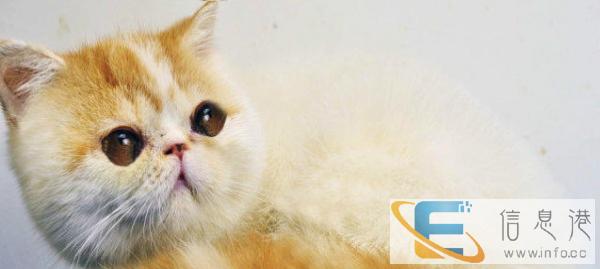 正规猫舍出售纯种健康加菲猫 活体宠物 可上门看猫