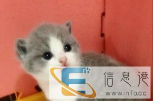 纯种美短银虎斑活体宠物猫幼猫小奶猫短毛猫