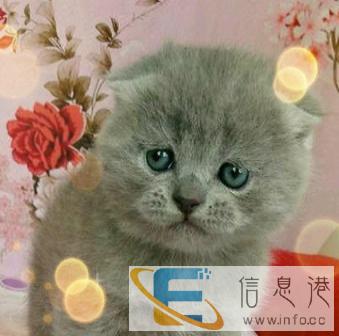 长期出售 各类宠物猫折耳猫 价钱实惠 血统好