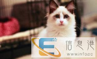 加菲猫宠物猫咪/异国短毛猫/家养纯种短毛/幼猫活体