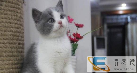 我们只繁育能给您带来快乐的小天使 蓝猫 布偶 金吉拉